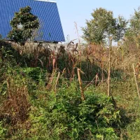 زمین مسکونی|فروش زمین و ملک کلنگی|لاهیجان, بازکیاگوراب|دیوار