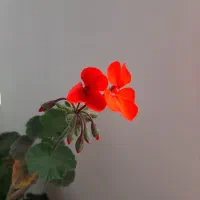 تعدادی گل خانگی