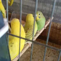 مرغ عشق و عروس هلندی|پرنده|پاکدشت, پاکدشت (مامازند)|دیوار