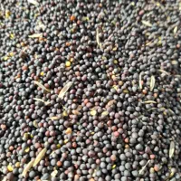 فروش بذر کولزا رقم هیولا|خدمات باغبانی و درختکاری|پارسآباد, |دیوار