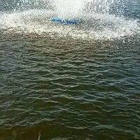 بچه ماهی کپور