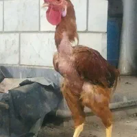 خروس لاری