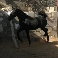 کره نریون دره شوری|اسب و تجهیزات اسب‌سواری|مهریز, |دیوار