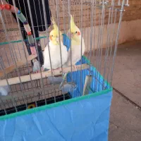 عروس هلندی جفت لوتیتو کینگ سایز خوشگل ، قفس ۱۰۳۳|پرنده|رباطکریم, شهرک والفجر|دیوار