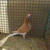 کبوتر بهبهانی و شهری|پرنده|شیراز, کوی زهرا|دیوار