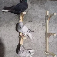 جوجه دم سفید