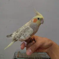 جفت عروس هلندی و جفت طوطی برزیلی|پرنده|قرچک, زیبا شهر|دیوار