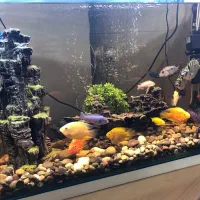 اکواریوم ۸۰×۶۰×۳۰