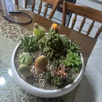 باکس کاکتوس