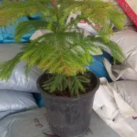 ماندگار|گل و گیاه طبیعی|خرم‌آباد, |دیوار