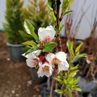 نهال فروشی سلطانیه قیدار زنجان