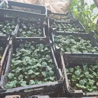 نهال گلدانی هندوانه