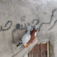 کبوتر دم سفید