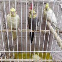 عروس هلندی مولد با جوجه