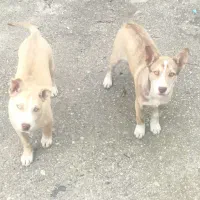 واگذاری دوعدد توله پیت بول