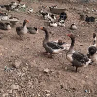 فروش غاز فوری بومهن