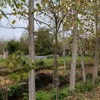 فروش 55 عدد درخت صنوبر