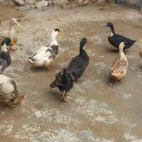 اردک و خروس محلی|حیوانات مزرعه|ضیاء آباد, |دیوار