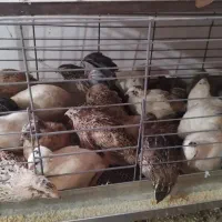 بلدرچین سفید ژاپنی و اصلاح نژاد