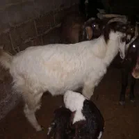 بز جوان|حیوانات مزرعه|آق قلا, |دیوار