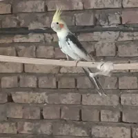 عروس هلندی