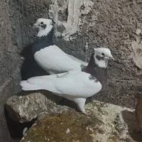 ۳تا طوقی بزن