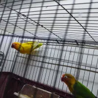 طوطی برزیلی مولد