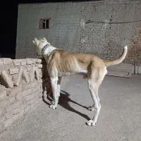 سگ  گله|سگ|خوشاب, |دیوار