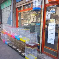 قناری پرطلا خیابان صمدزاده جنب پیرایش مهدی|پرنده|خوی, |دیوار