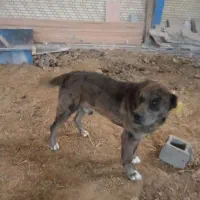 سگ دوساله افغان