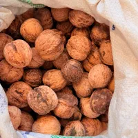 گردو بوانات|خوردنی و آشامیدنی|شیراز, قدوسی شرقی|دیوار
