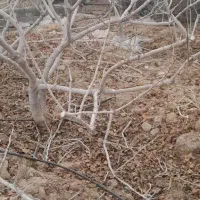 سلام صفر تا صد درختان پسته انجام می شود|خدمات باغبانی و درختکاری|قم, کوه سفید|دیوار