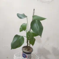 گل بانو