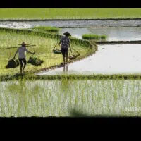 زمین شالیزارمتری400هزارتومان10هزارمتر رشت کوزان