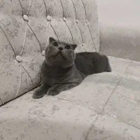 گربه نر ۸ ماهه اسکاتیش فولد