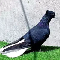 کود کبوتر