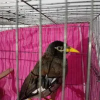 مرغ مینا سخنگو سالم و سلامت|پرنده|رباطکریم, نصیرشهر|دیوار