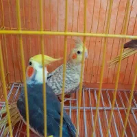 جوجه محلی اصیل گیل. عروس هلندی.خروس برهما|حیوانات مزرعه|رشت, شهرک احمد خمینی|دیوار