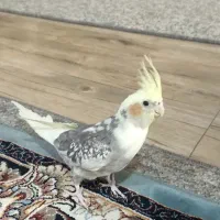 عروس هلندی|پرنده|قم, زنبیل آباد|دیوار