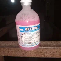 گاو‌گوساله نر اصیل|حیوانات مزرعه|صومعه‌سرا, |دیوار