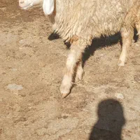 بره ماده|حیوانات مزرعه|ایوان, |دیوار