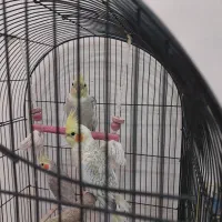 ۳ تا عروس هلندی آروم و زیبا|پرنده|کرج, شهرک بهارستان|دیوار