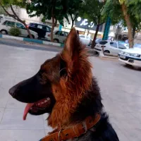 ژرمن شپرد کینگ