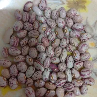 لوبیا چیتی