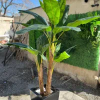 گل و درختچه برگ لمسی