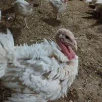 جوجه بوقلمون بیوتی نیمچه
