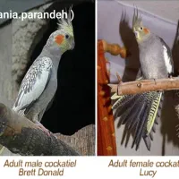 تعداد زیاد پرنده|پرنده|بجنورد, |دیوار