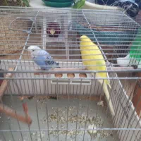 مرغ عشق|پرنده|کرج, حاجی آباد|دیوار