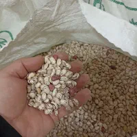 لوبیا چیتی تازه امسال خودم کاشت کردم و پاک شده