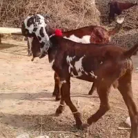 گلابی بزپاکستانی اصیل